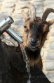 /album/zoo/egy-boldog-mosoly-jpg/